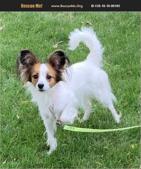 ADOPT 20101800185 Papillon Rescue Marion, IN