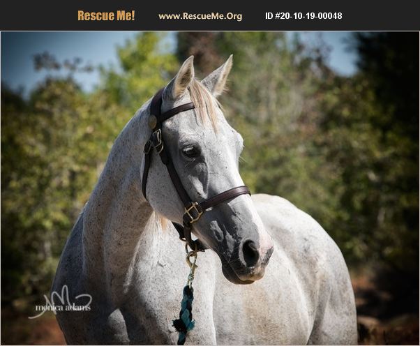 adopt-20101900048-horse-rescue-college-station-tx