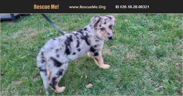 ADOPT 20102000321 ~ German Shepherd Rescue ~ Elkhart, IN