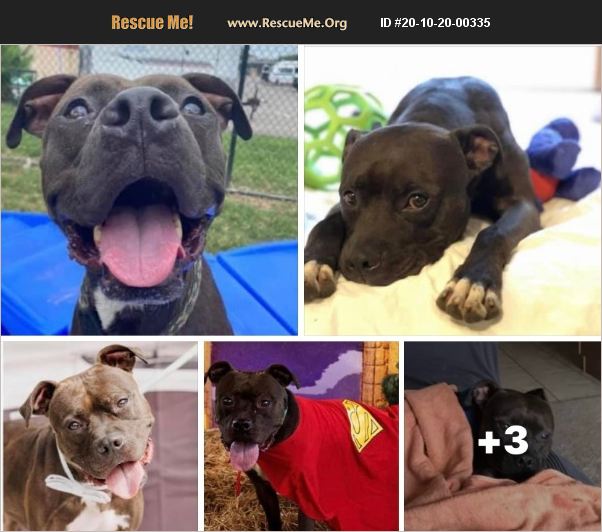 ADOPT 20102000335 Pit Bull Rescue Pennsylvania