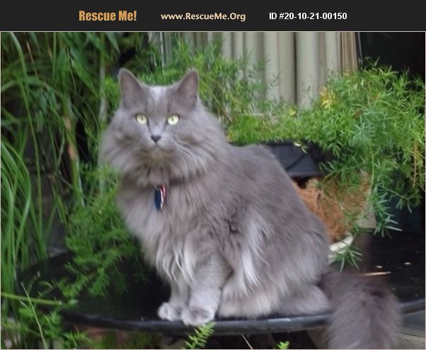 Persian Cat Adoption Nashville Tn