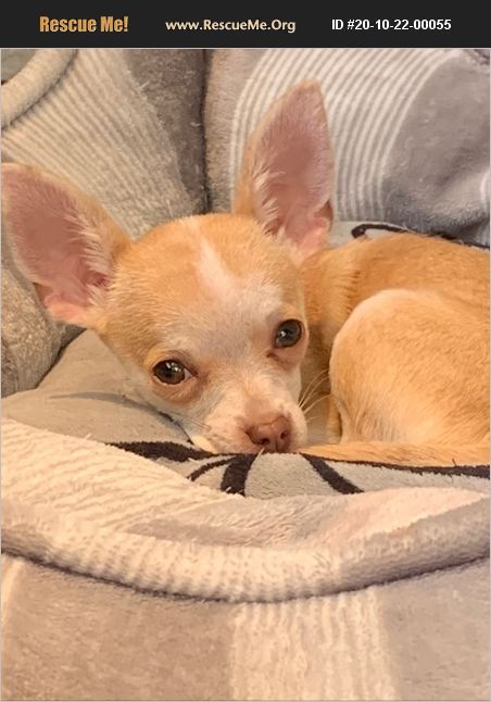 Adopt 20102200055 ~ Chihuahua Rescue ~ Cutler Bay Fl