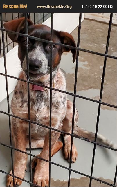 ADOPT 20102200413 ~ Australian Cattle Dog Rescue ~ Springerville, AZ