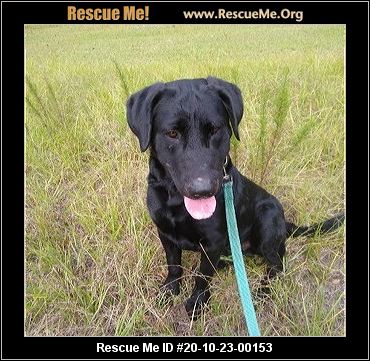 neo lab rescue