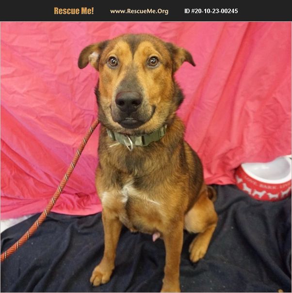 ADOPT 20102300245 Lab Rescue Denver, CO