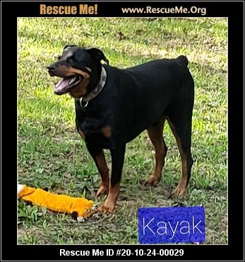 rottweiler sanctuary near me