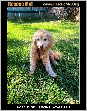 space coast poodle rescue