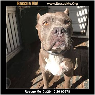 amstaff rescue near me