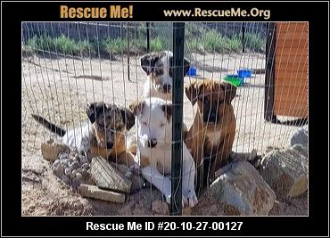 catahoula rescue near me
