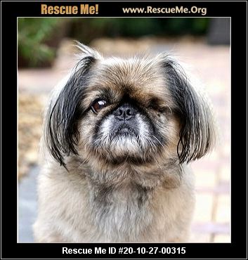 pekingese rescue near me