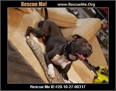 - Rhode Island Dog Rescue - ADOPTIONS - Rescue Me!