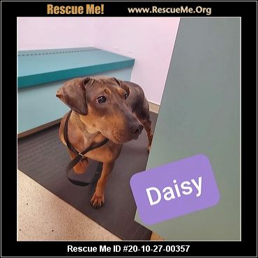 dobie rescue near me