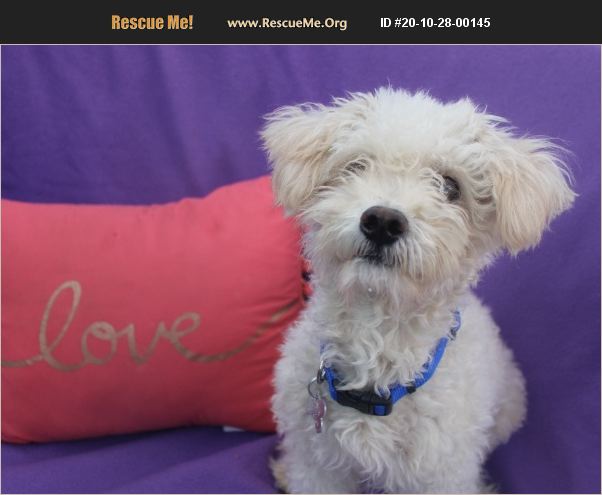 ADOPT 20102800145 ~ Poodle Rescue ~ Phoenix, AZ