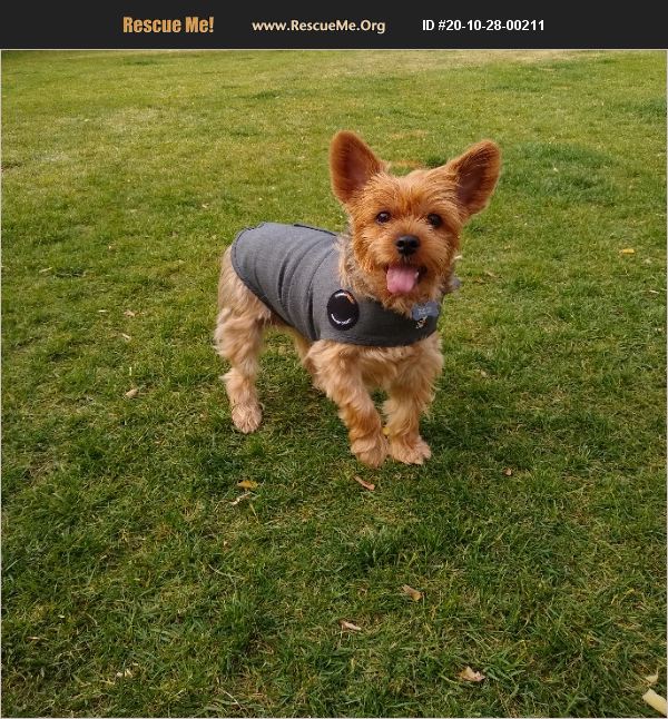 ADOPT 20102800211 Yorkie Rescue Boise, ID