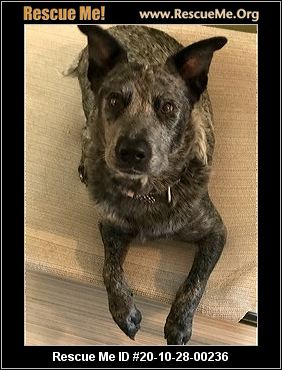 cattle dogs for adoption near me