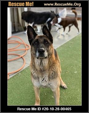 german shepherd rescue me