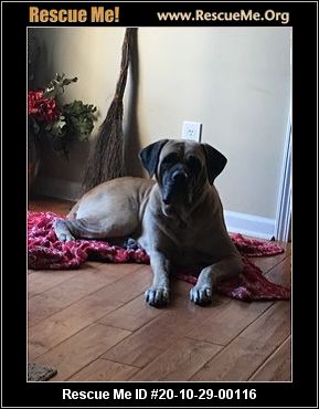 southern mastiff rescue