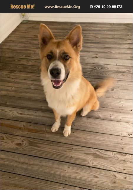 ADOPT 20102900173 ~ Akita Rescue ~ Washington, DC