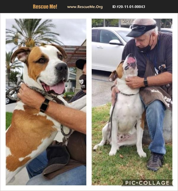 ADOPT 20110100043 Great Dane Rescue Long Beach, CA