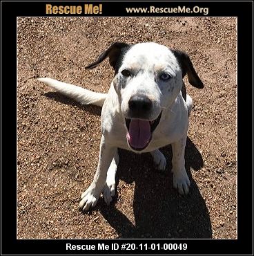 catahoula rescue near me