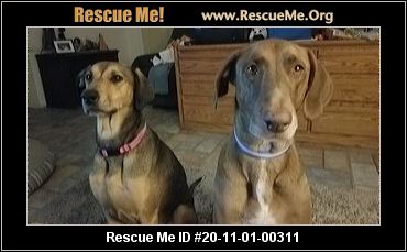 pathways home animal rescue