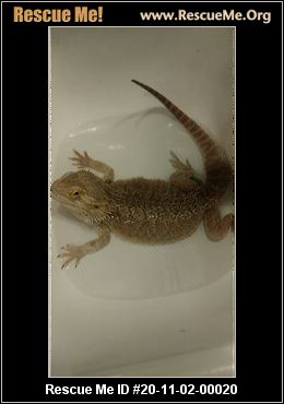 adopt a reptile near me