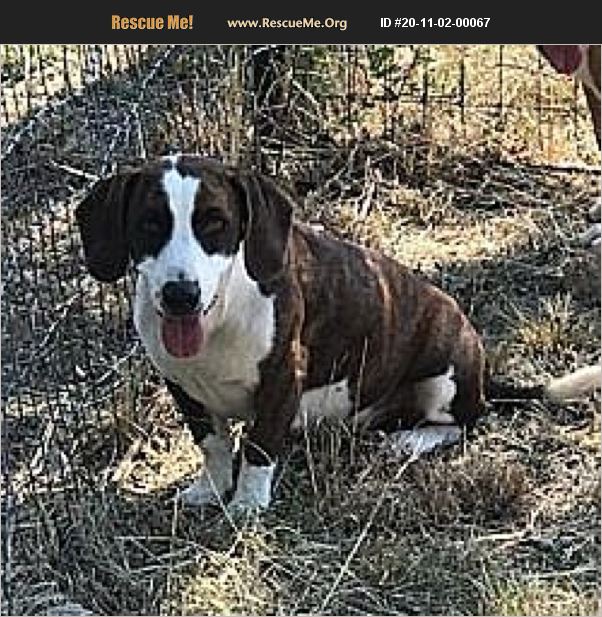 ADOPT 20110200067 Basset Hound Rescue Portland, OR