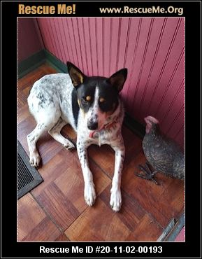 catahoula rescue near me