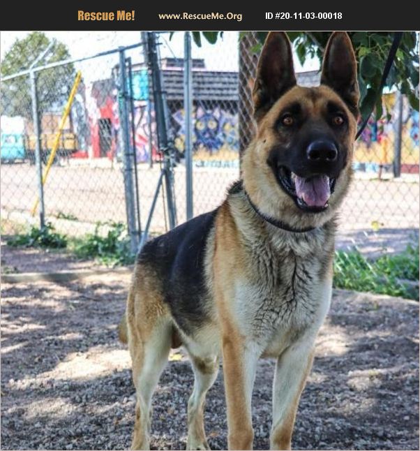 Adopt 20110300018 ~ German Shepherd Rescue ~ Colorado Springs, Co