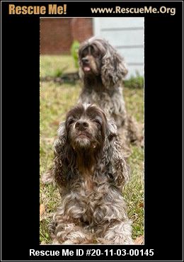 cocker spaniel rescue midlands