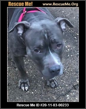 blue staffordshire bull terrier rescue