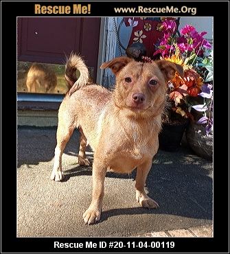 georgia pomeranian rescue