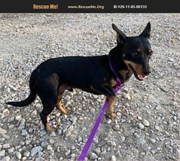 ADOPT 20110500133 Miniature Pinscher Rescue Portland, OR