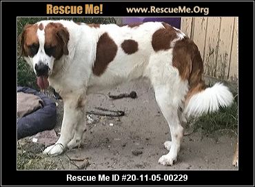saint bernard rescue near me