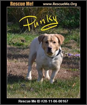 golden retriever rescue me