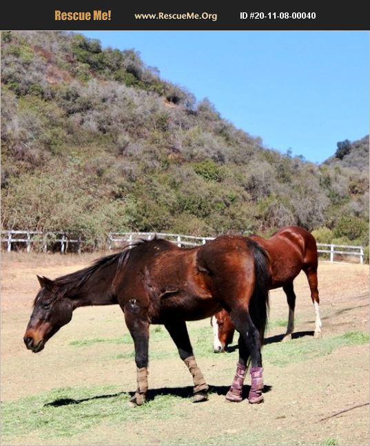 ADOPT 20110800040 Horse Rescue Santa Barbara, CA