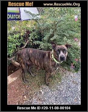 carolina mastiff rescue