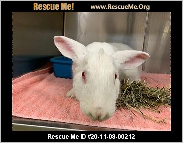 - California Rabbit Rescue - ADOPTIONS - Rescue Me!