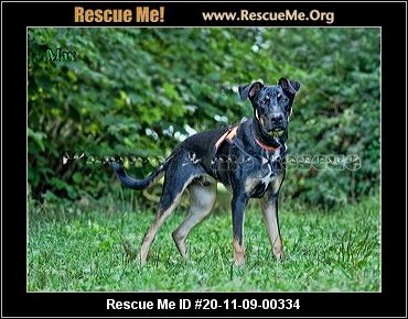 mommy and me dog rescue