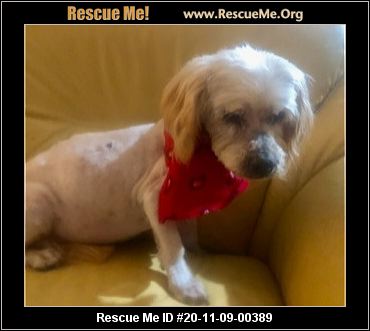 shih tzu rescue me