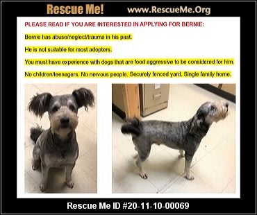 rescue me schnauzer