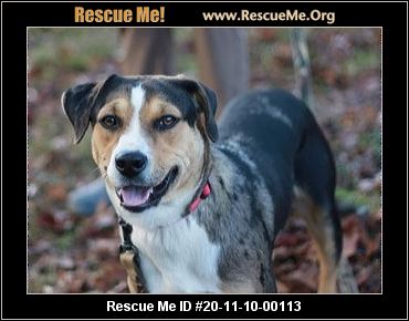 - Tennessee Dog Rescue - ADOPTIONS - Rescue Me!