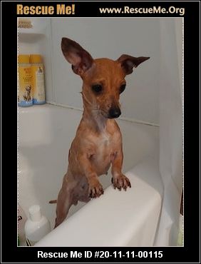 VIRGINIA DACHSHUND RESCUE visual data 7