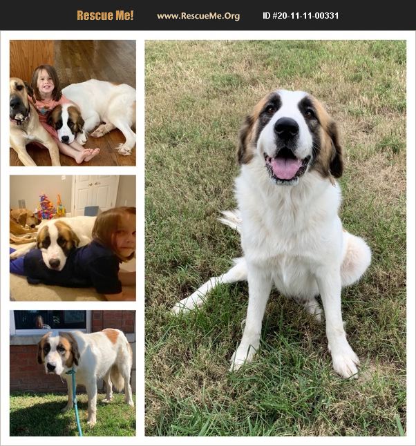 ADOPT 20111100331 Saint Bernard Rescue Fulton County, GA