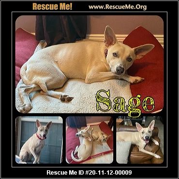 basenji for adoption near me