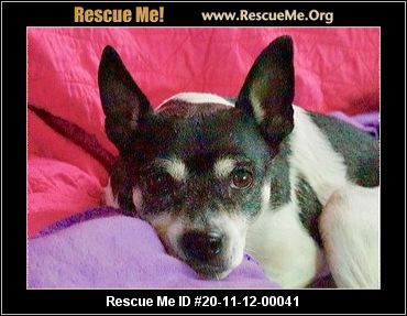 toy rat terrier rescue