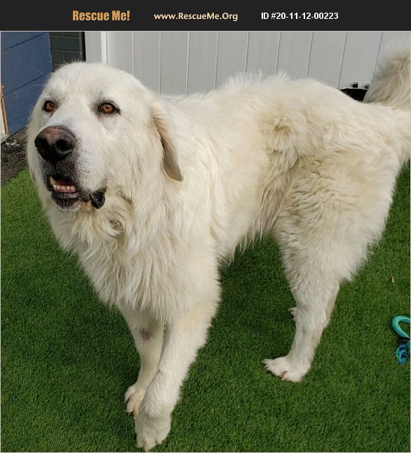 ADOPT 20111200223 Great Pyrenees Rescue portland, OR