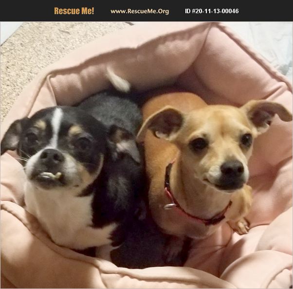 ADOPT 20111300046 Chihuahua Rescue Cary, NC