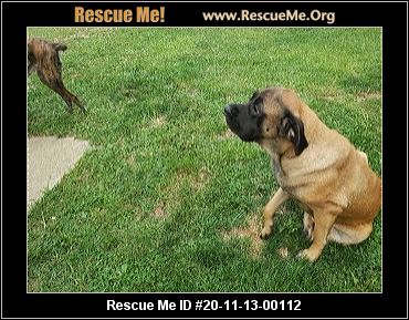 mastiff dog rescue near me