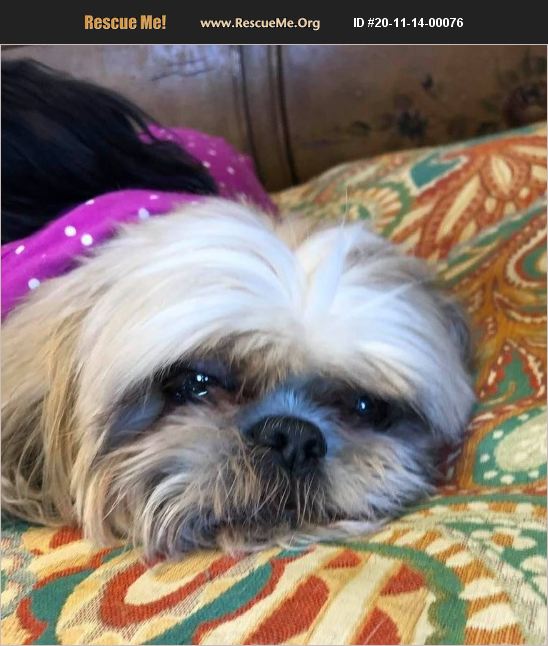 ADOPT 20111400076 Shih Tzu Rescue Indianapolis, IN